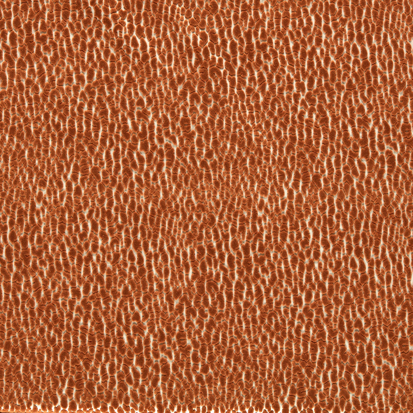 Lacuna