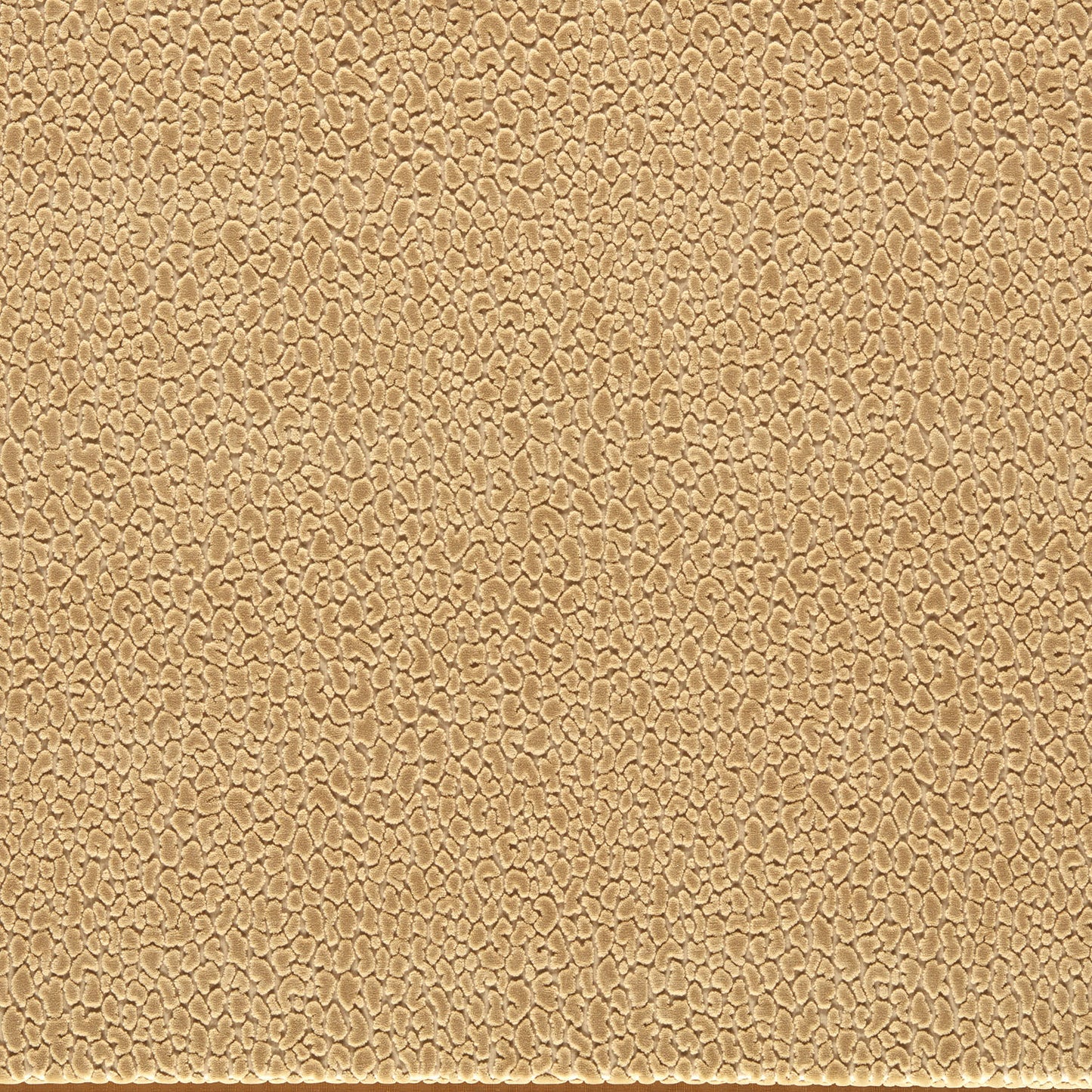 Lacuna