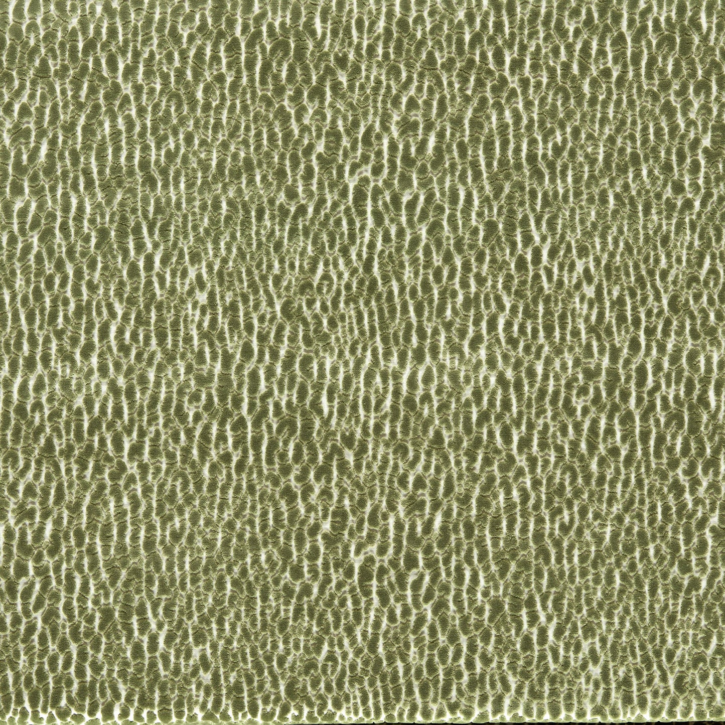 Lacuna